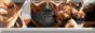 88x31 banner
