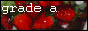 88x31 banner