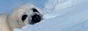 88x31 banner