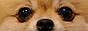 88x31 banner