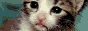 88x31 banner